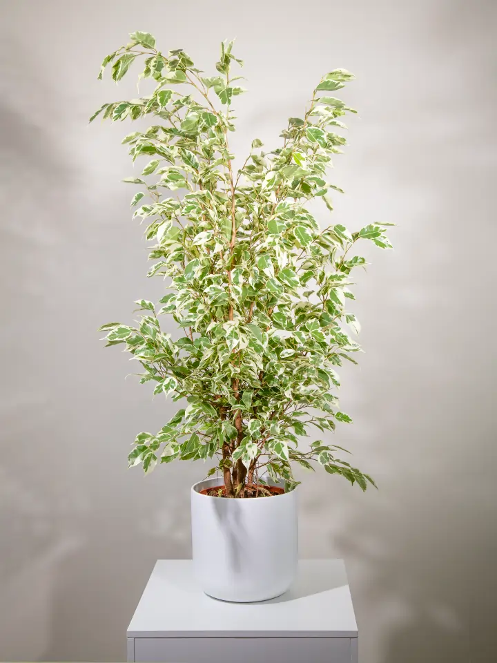 Pianta di Ficus Benjamin Variegato in vaso bianco